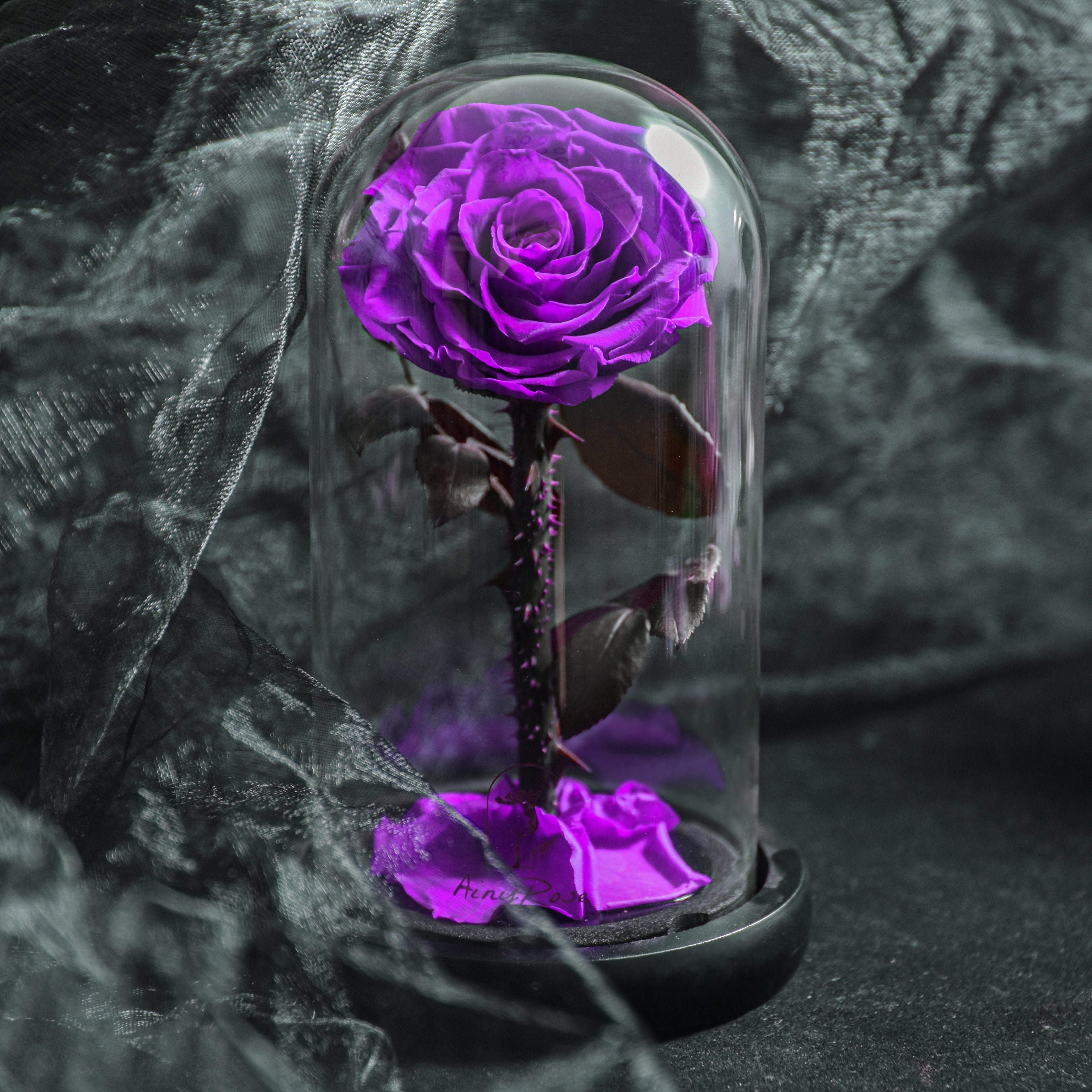Franka Blaue Rose in Glaskuppel