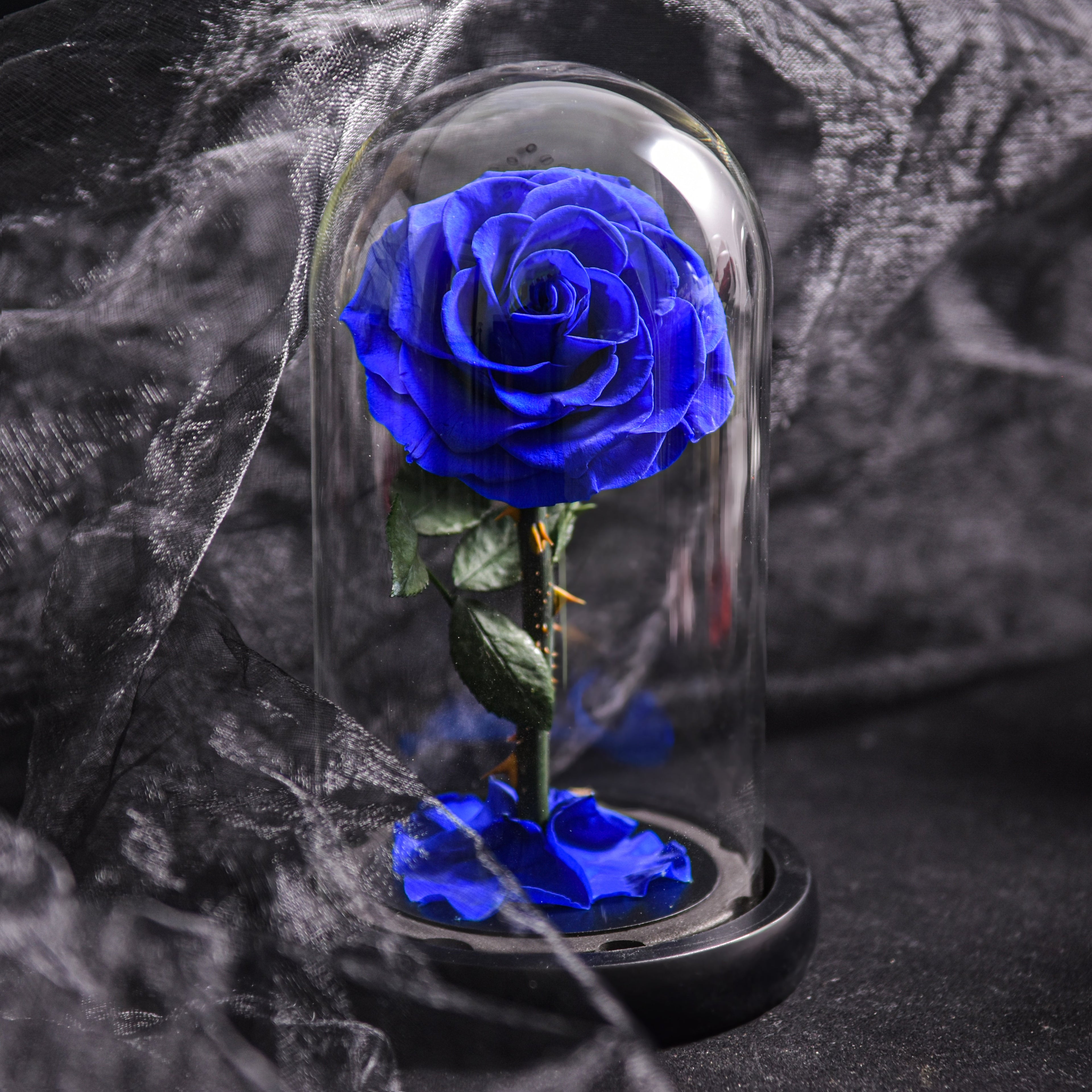 Franka Blaue Rose in Glaskuppel