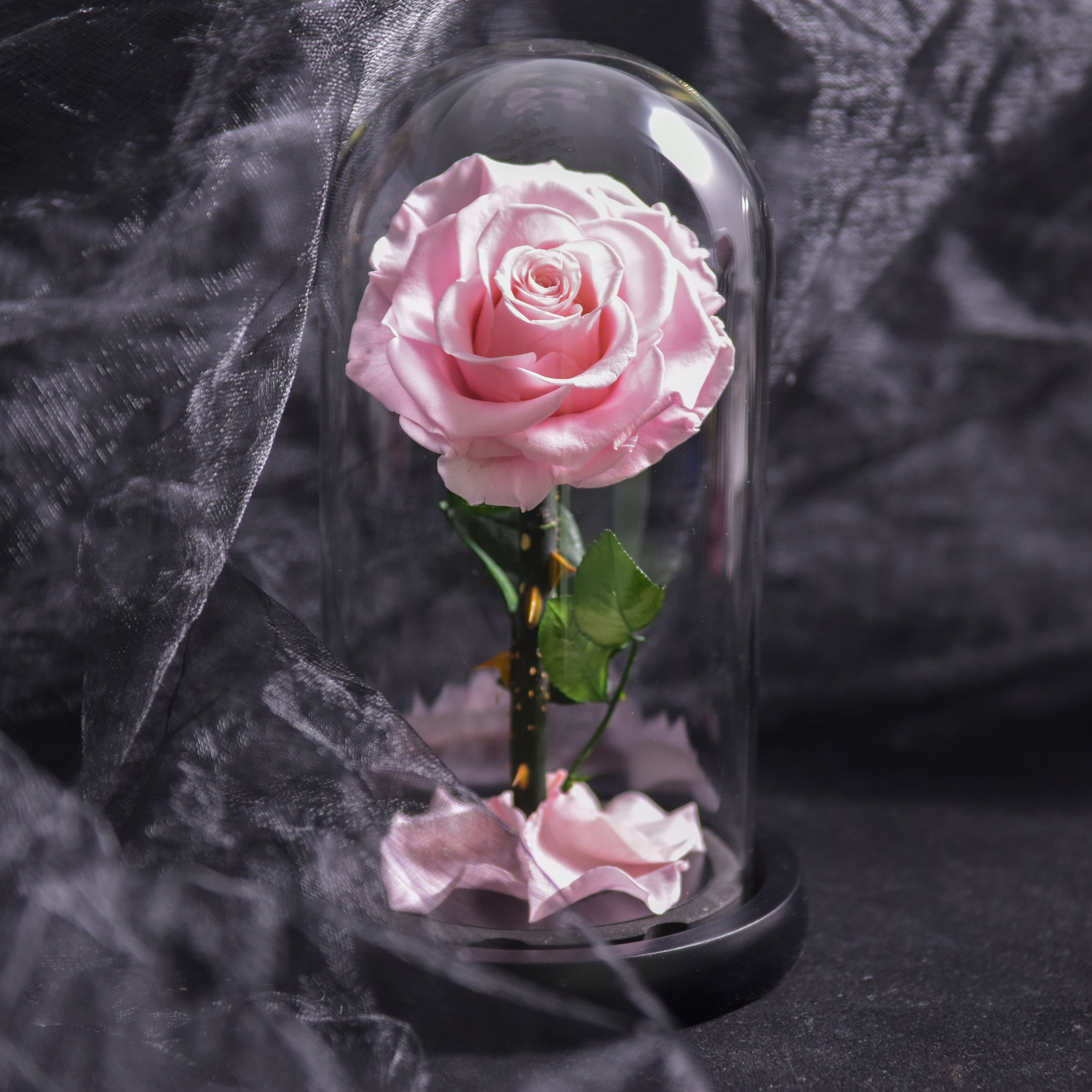 Franka Blaue Rose in Glaskuppel